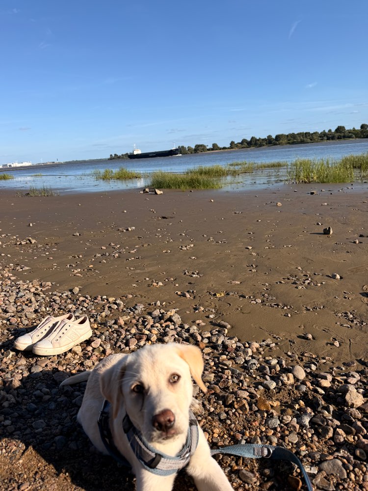 Hundetreffen-Zusammen spielen?-Profilbild