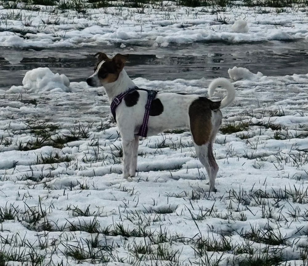 Hundetreffen-Junghunde treffen zum Spielen-Profilbild