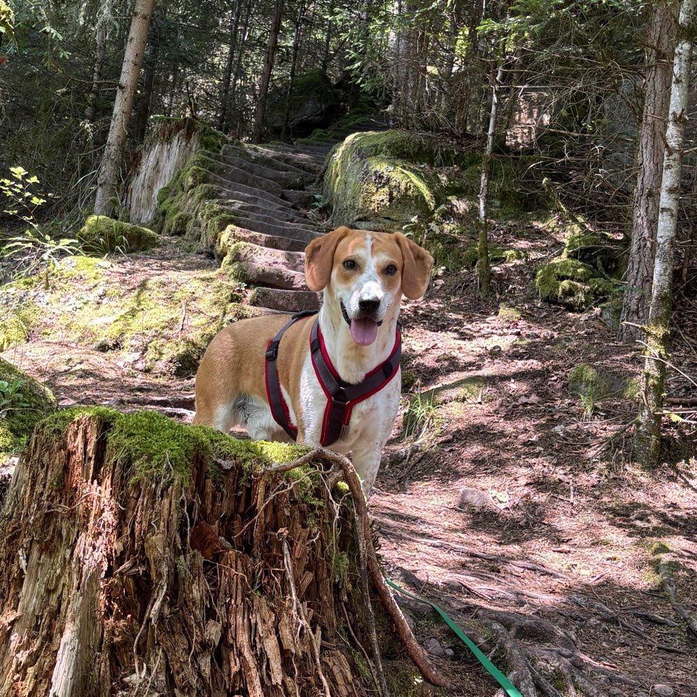 Hundetreffen-Spiel- oder/und Gassirunden-Profilbild