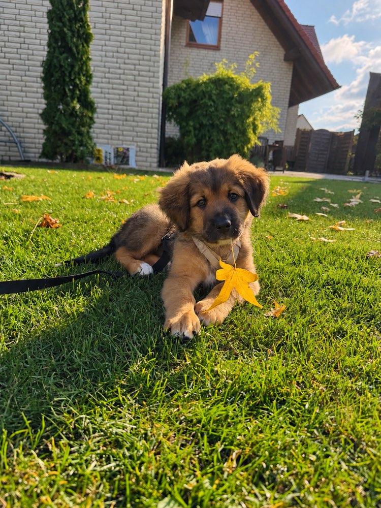 Hundetreffen-Welpentreff-Profilbild