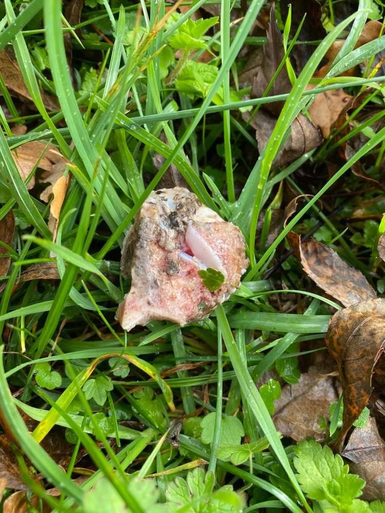 Giftköder-Evtl. Giftköder-Profilbild