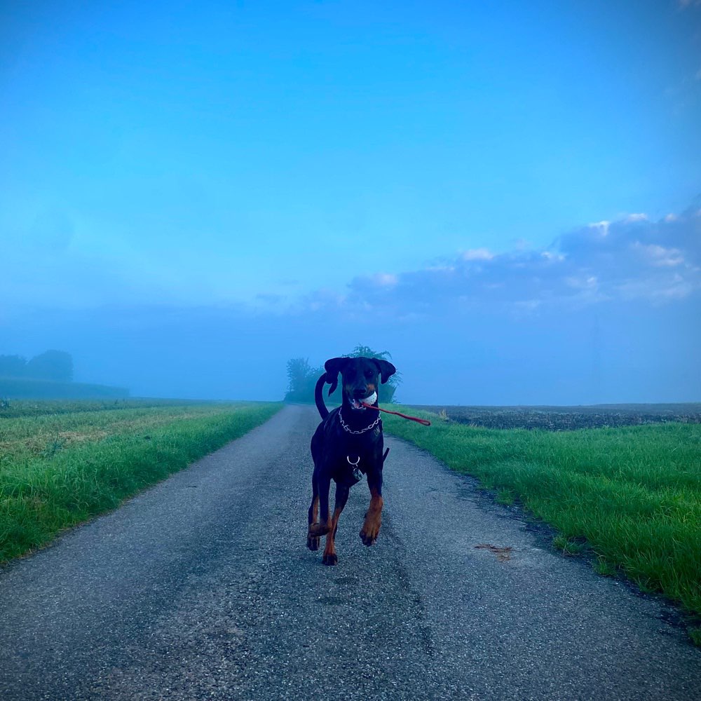 Hundetreffen-Spiel- und Gassirunden🌞-Profilbild