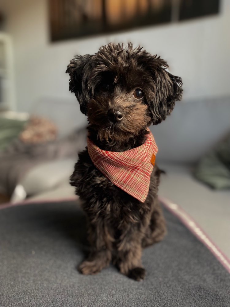 Hundetreffen-Gemeinsames Gassigehen :)-Profilbild