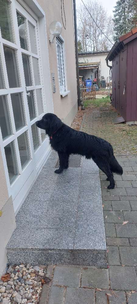 Hundetreffen-Treffen  zum spielen-Profilbild