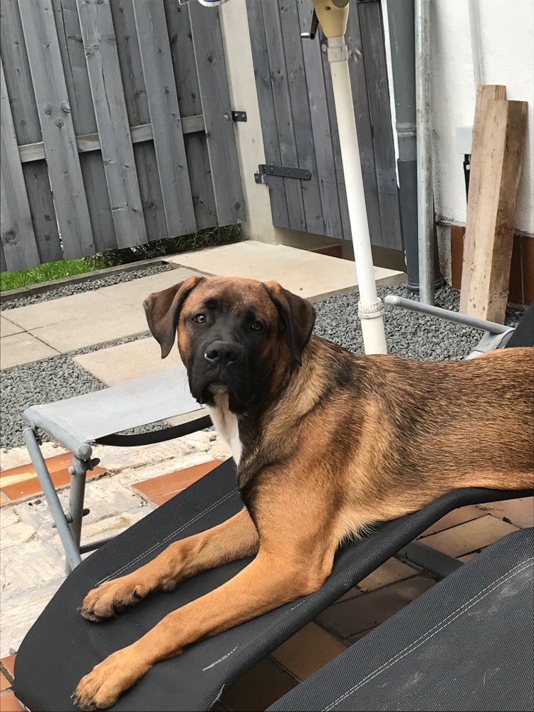 Hundetreffen-Treffen Hildesheim Gerolstein-Profilbild