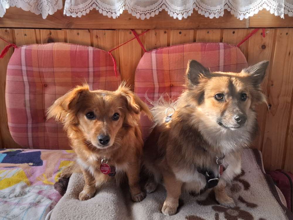 Hundetreffen-Spielen und Buddys finden-Profilbild