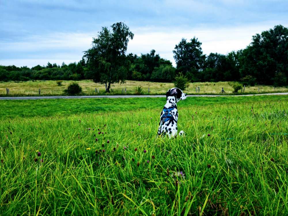 Hundetreffen-Junghundetreffen oder Erwachsene Hunde-Profilbild
