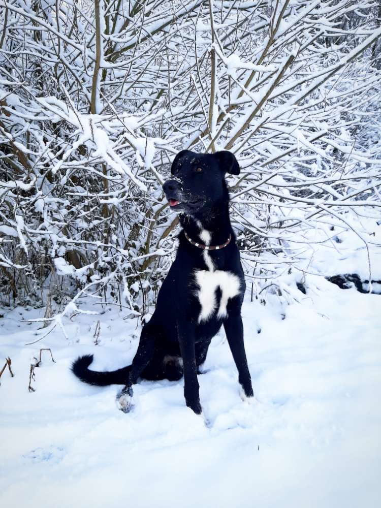 Hundetreffen-Gassigeh Freunde gesucht für Gustl :)-Profilbild