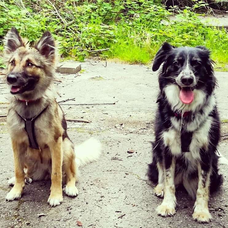 Hundetreffen-Nette Mensch-Hund Kontakte für gelegentliche Gassi-Runden gesucht 😊🐶-Profilbild