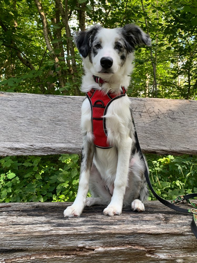 Hundetreffen-Hundebegegnung-Profilbild