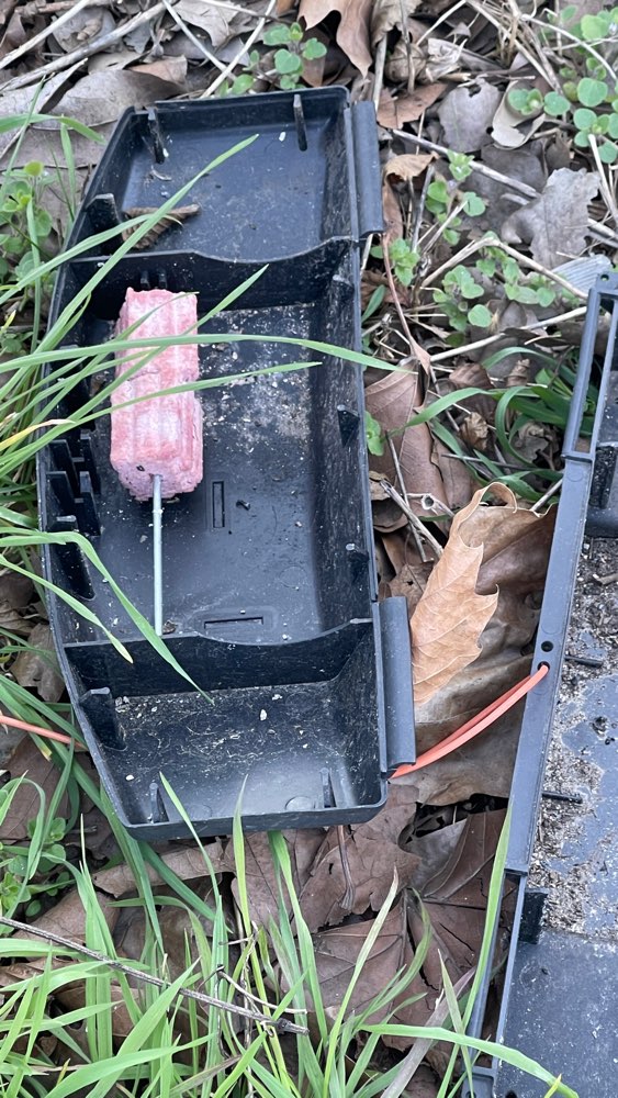 Giftköder-Rat poison trap open-Profilbild