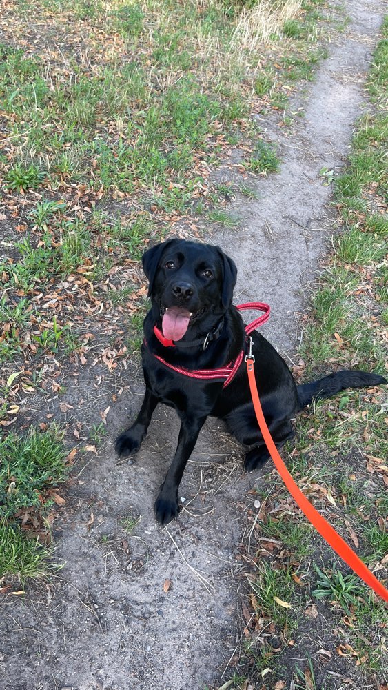 Hundetreffen-Playdate friends for Lexi-Profilbild