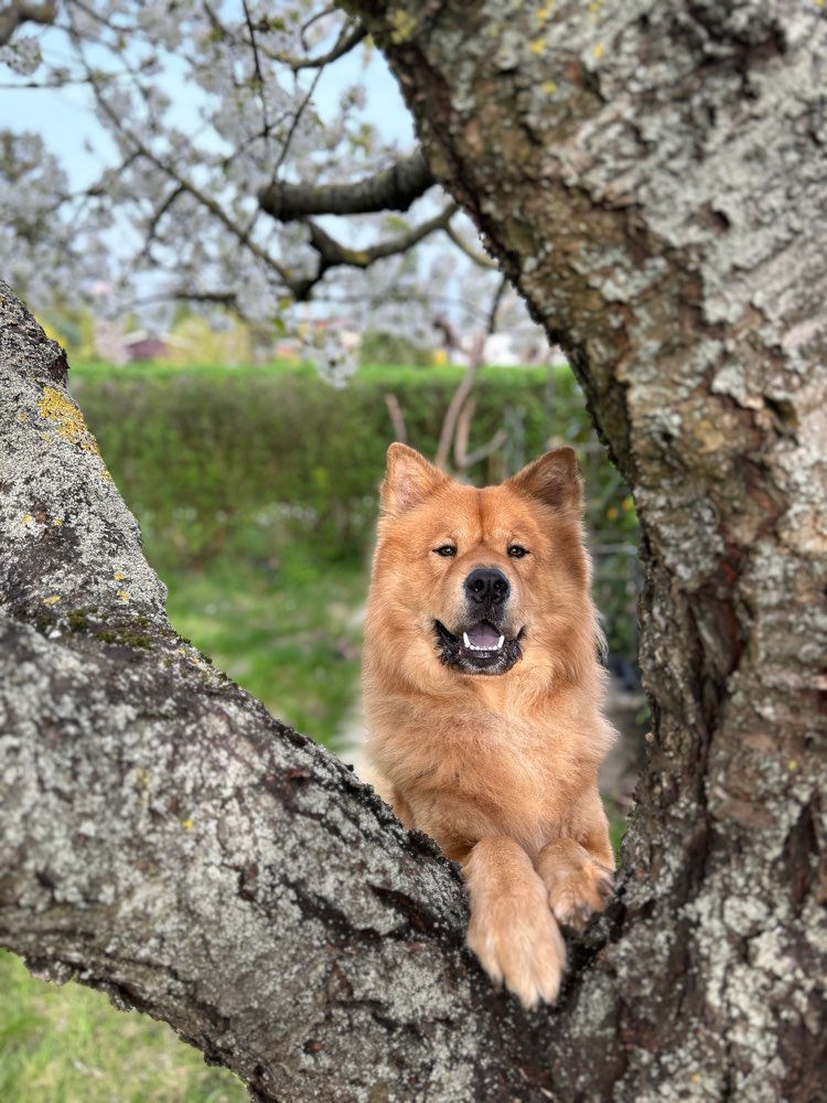 Hundetreffen-Trainingspartner gesucht-Profilbild