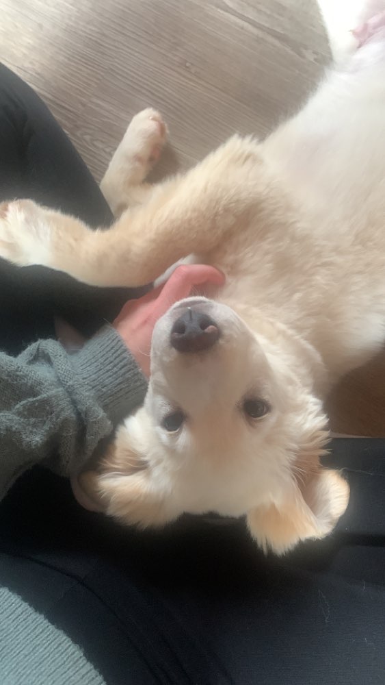 Hundetreffen-Yuki sucht Spielfreunde-Profilbild