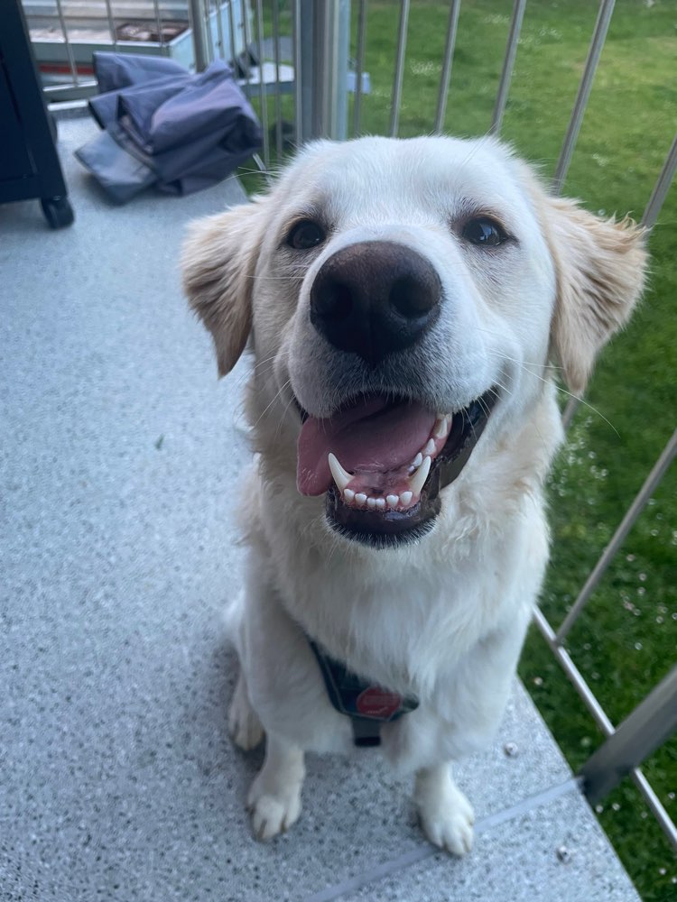 Hundetreffen-Training Hundebegegnungen-Profilbild