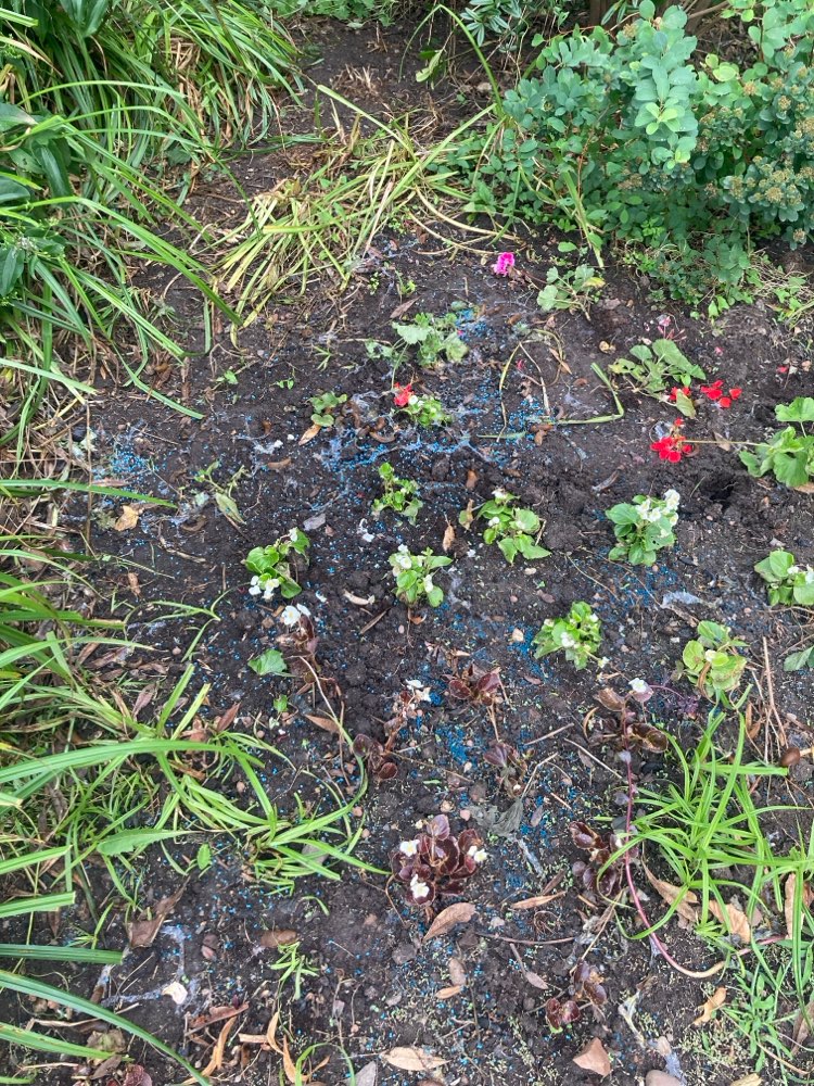 Giftköder-Blaues Schneckenkorn-Profilbild