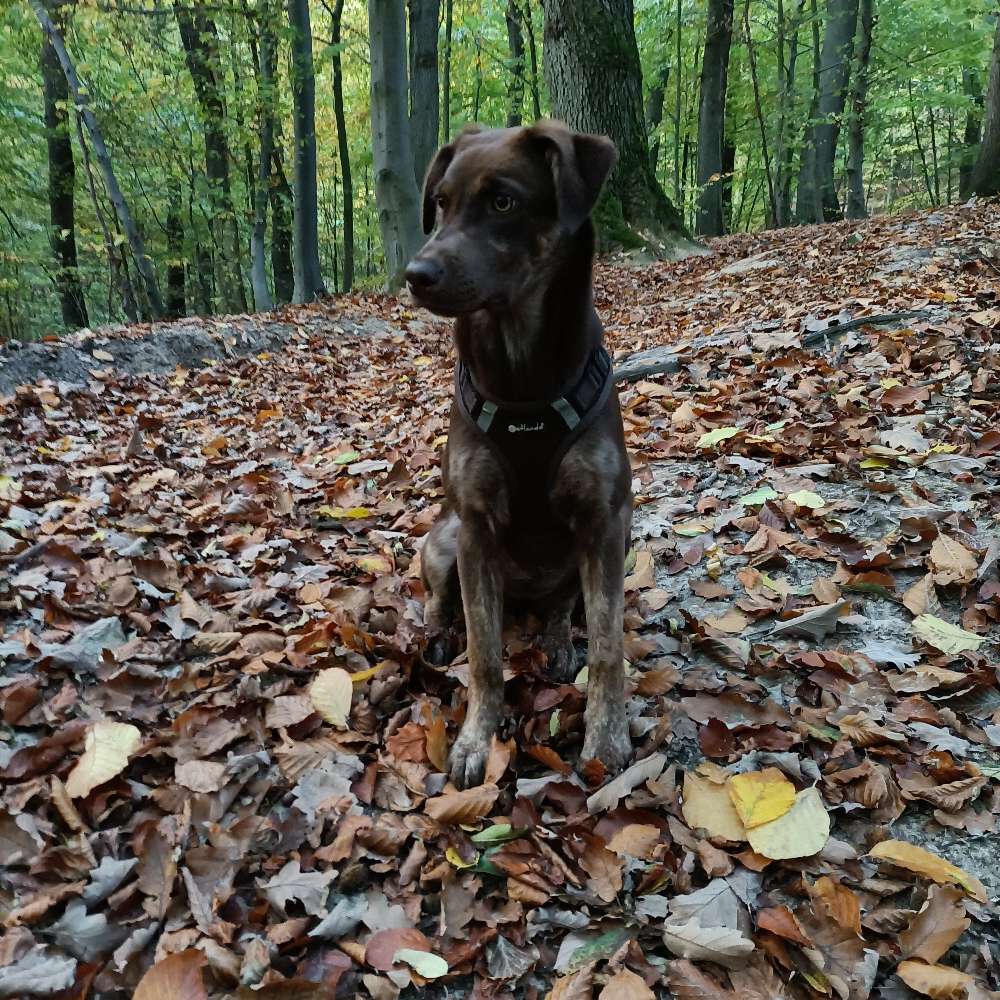 Hundetreffen-Junghundetreffen-Profilbild