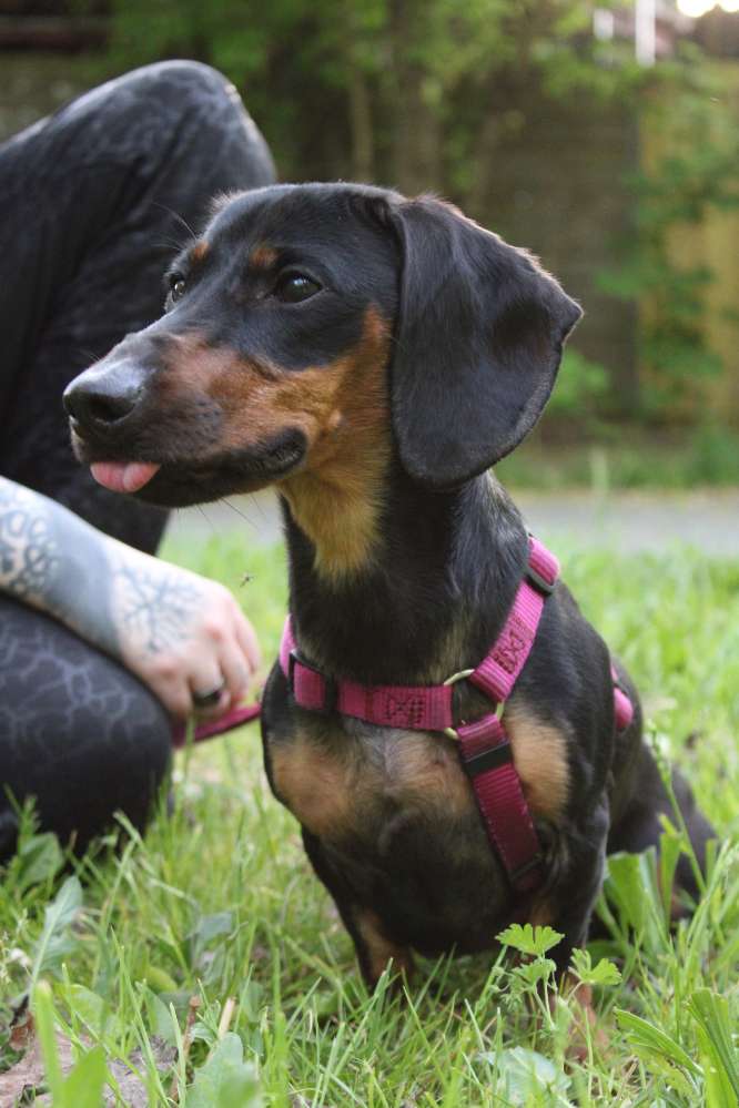 Hundetreffen-Dackel & Dackelmixe gesucht-Profilbild