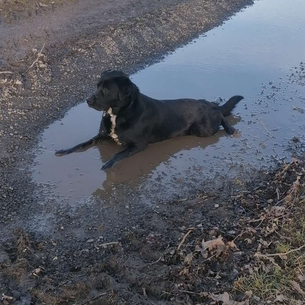 Hundetreffen-Spielen in olbersdorf-Profilbild