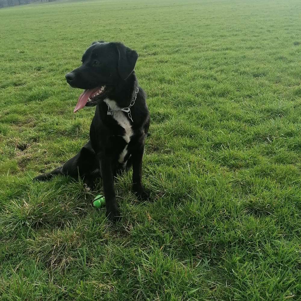 Hundetreffen-Spielen in olbersdorf-Profilbild