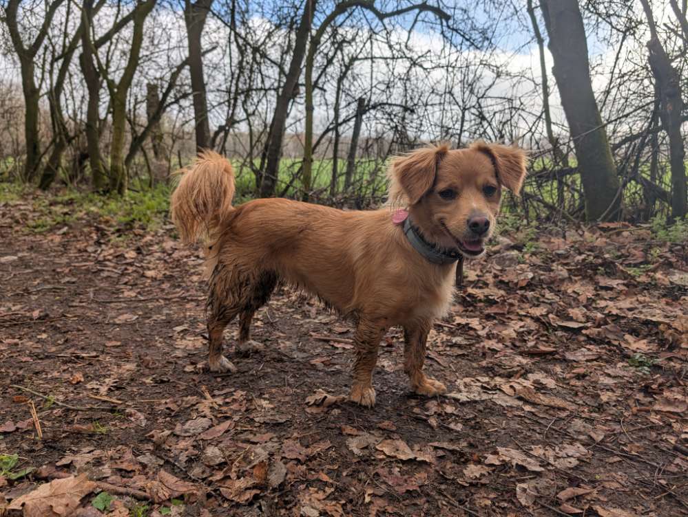 Hundetreffen-Social Walk mit oder ohne Freigang je nach Verträglichkeit-Profilbild