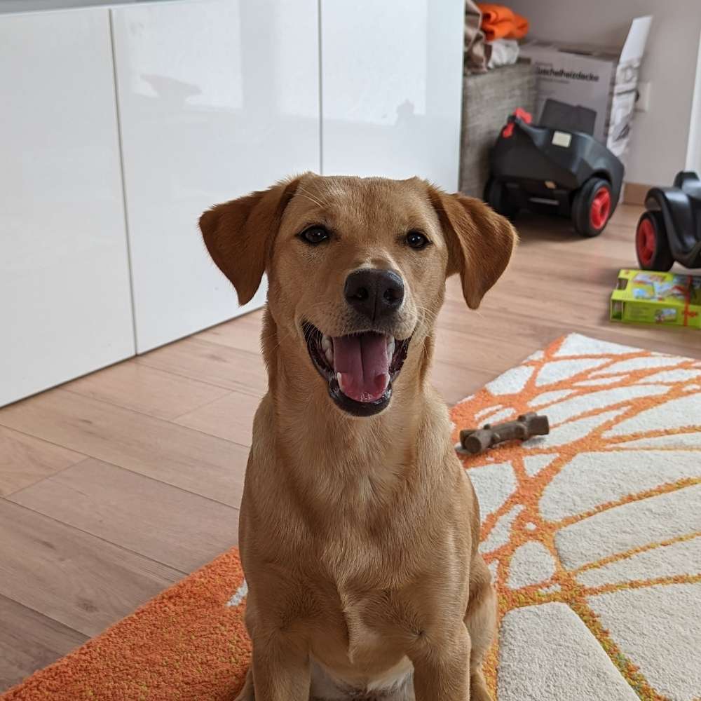 Hundetreffen-Hundekontakte gesucht-Profilbild