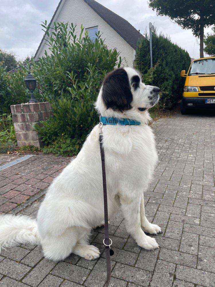 Hundetreffen-Für mittelgroße und große Hunde-Profilbild