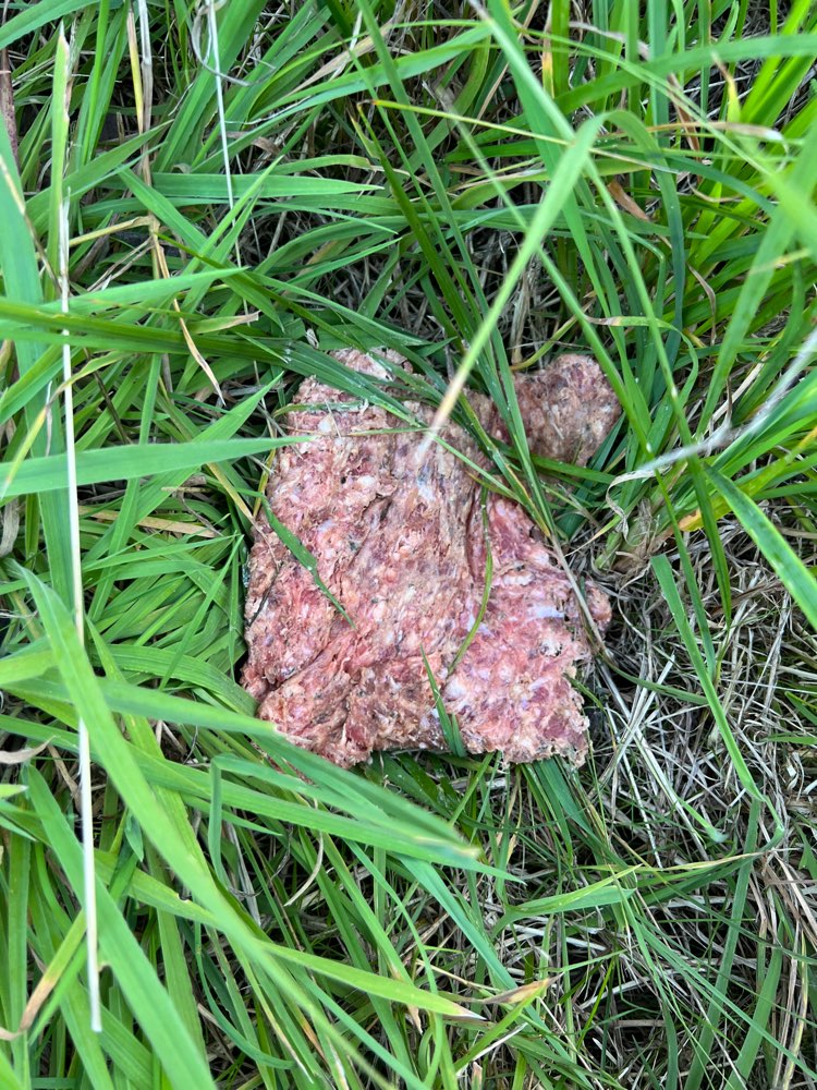 Giftköder-Vermutlich Giftköder gefunden-Profilbild