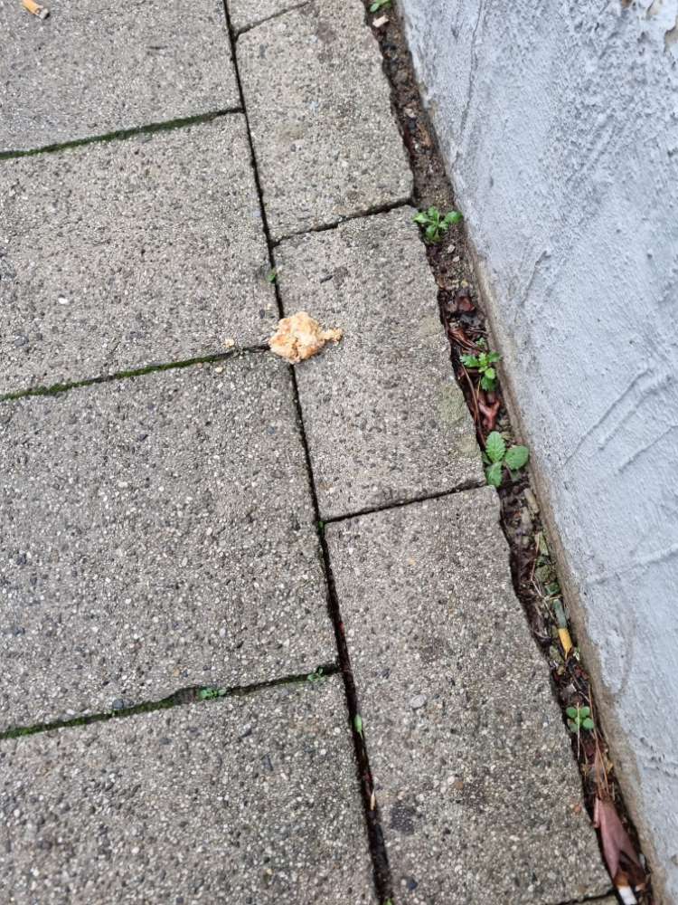 Giftköder-Mögliche Giftköder auf dem Fußweg-Profilbild