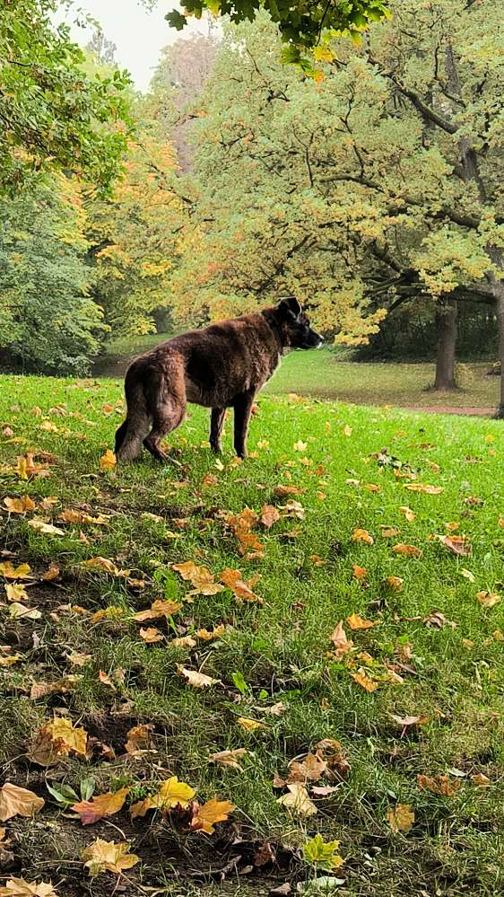 Hundetreffen-Einfach nur Gassi gehen 😉-Profilbild