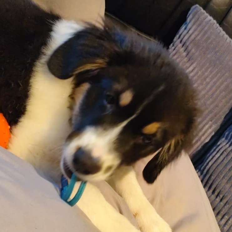 Hundetreffen-Welpentreffen in Garbsen und Umgebung-Profilbild