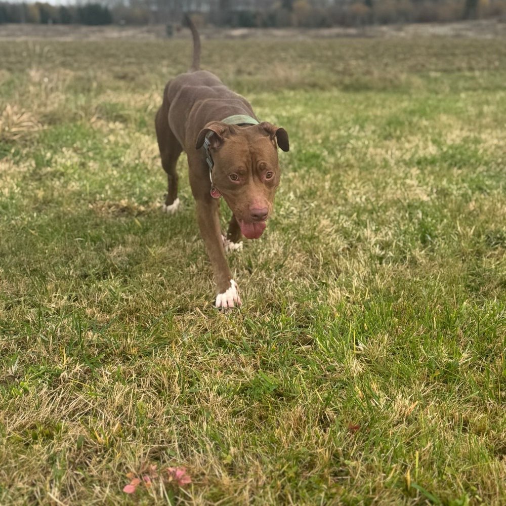Hundetreffen-Hundebegegnungen üben-Profilbild