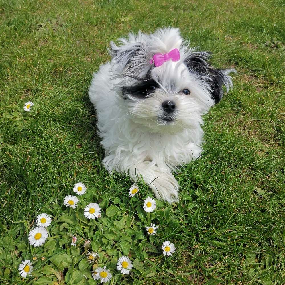 Hundetreffen-Minis ❤️ Welpen treffen Weiden / Parkstein-Profilbild