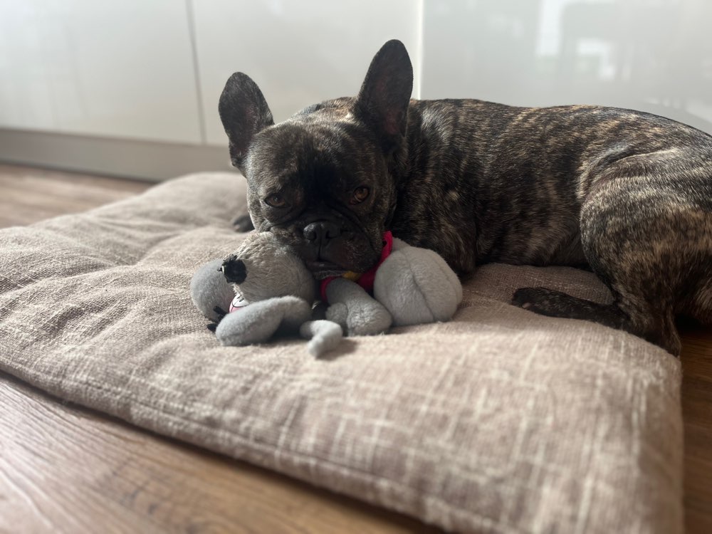 Hundetreffen-Suche Gassi- und Spielfreund-Profilbild