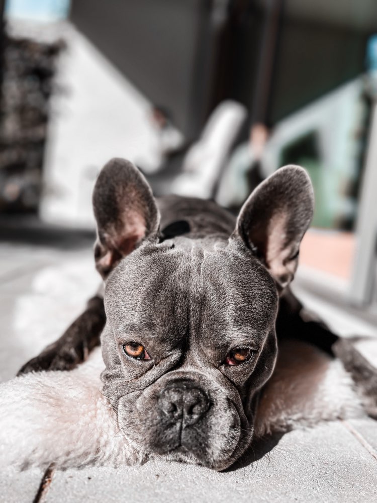 Hundetreffen-Gassi- & Spielbuddy für Bax 🐺🐾-Profilbild