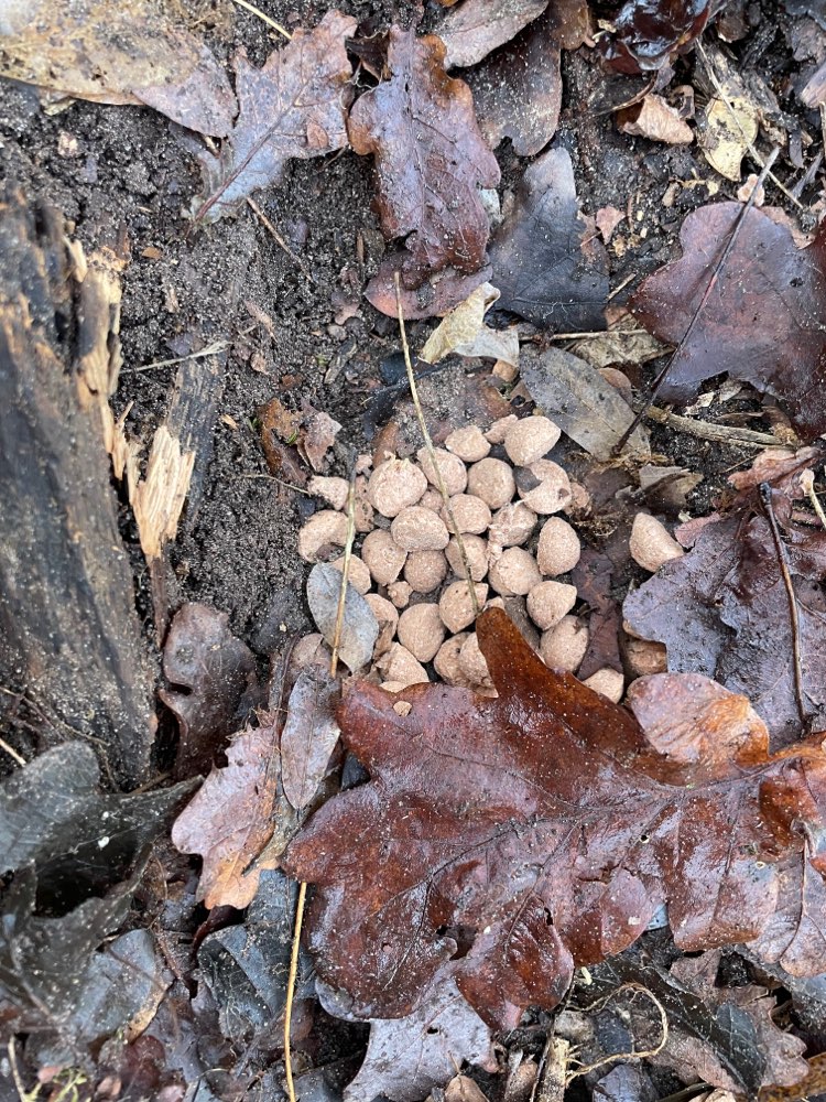 Giftköder-Eventuell Giftköder-Profilbild