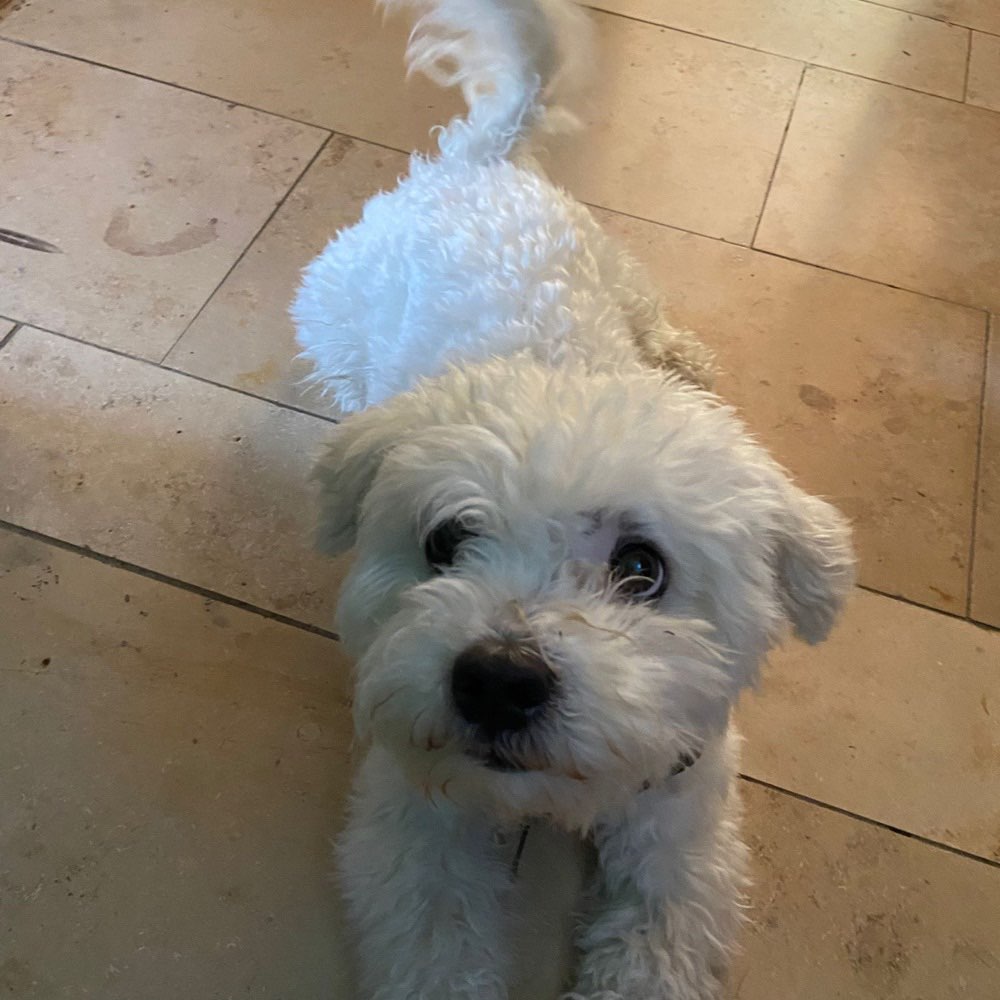 Hundetreffen-Begenungstraining-Profilbild