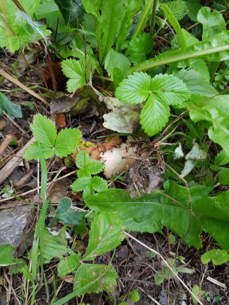 Giftköder-Dönerfleisch und Brot vereinzelt-Profilbild