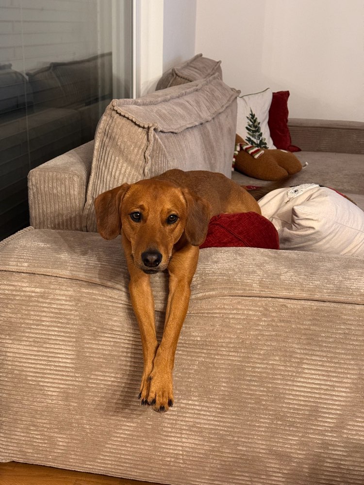 Hundetreffen-Alex sucht neue Bekanntschaften🐶-Profilbild