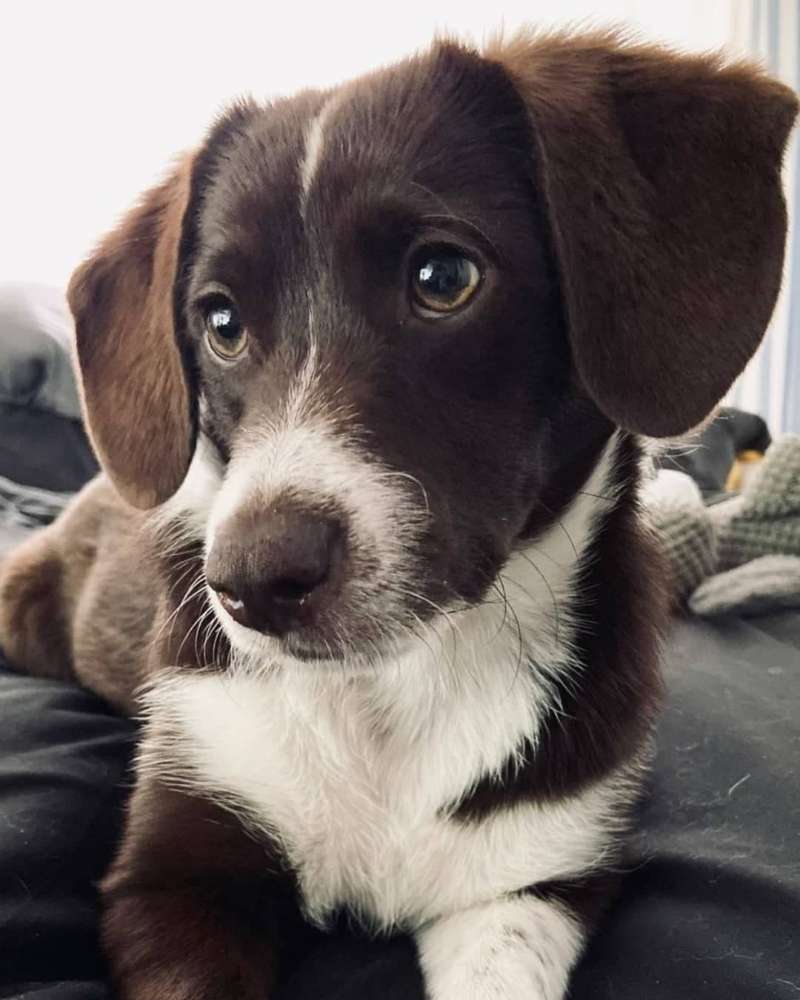 Hundetreffen-Zwei- und Vierbeiner gesucht-Profilbild