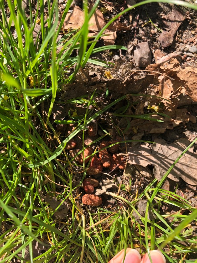 Giftköder-Mögliche Giftköder wie Leckerlis-Profilbild