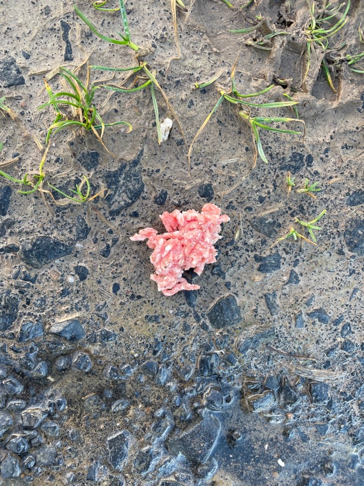 Giftköder-Ausgelegtes rohes Fleisch-Profilbild