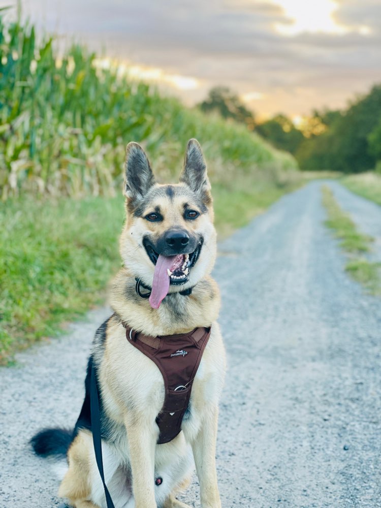 Hundetreffen-Gemeinsame Spaziergänge-Profilbild