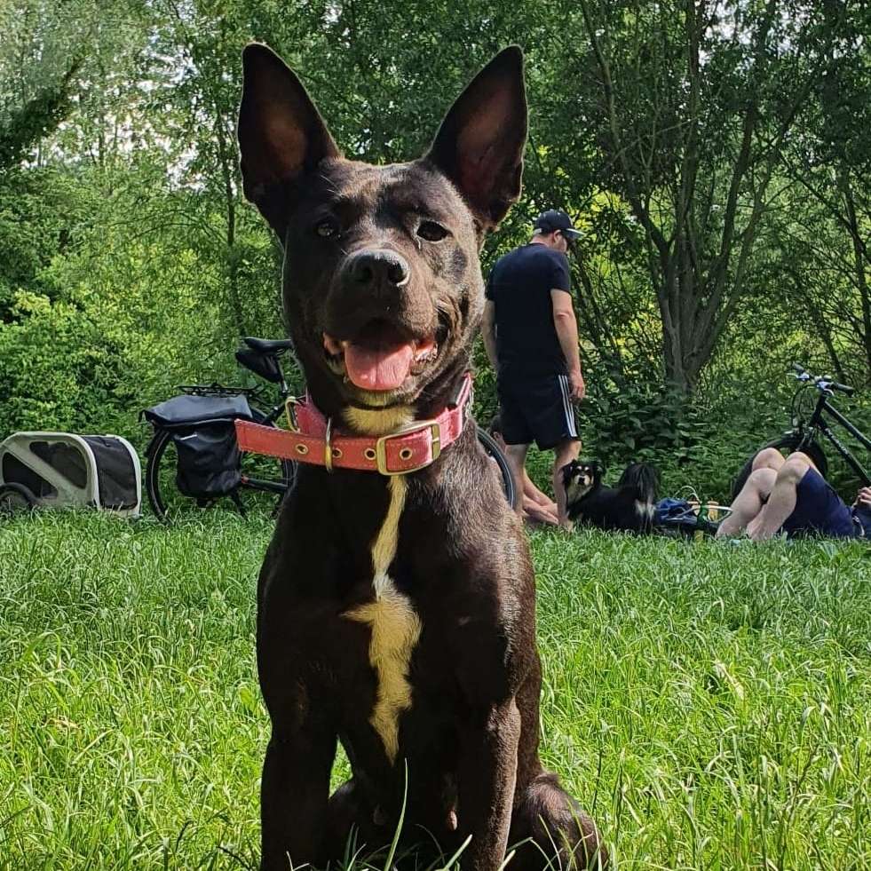 Hundetreffen-Spiel - und Gassipartner gesucht-Profilbild