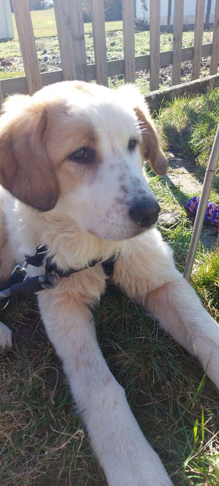 Hundetreffen-Gassi runde spiel runde gesucht-Profilbild