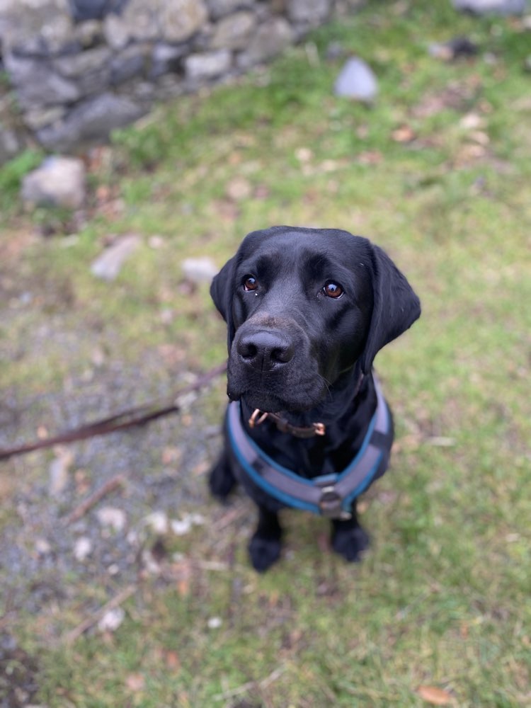 Hundetreffen-Gemeinsames spazieren/Sozialkontakt 🐕🐾-Profilbild