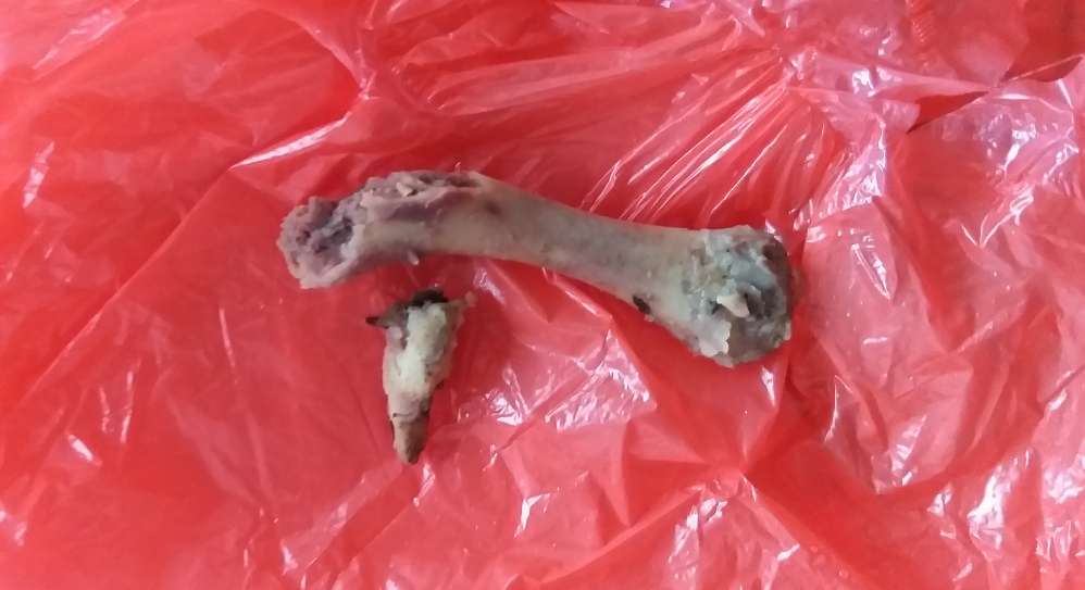 Giftköder-Knochen (wahrscheinlich vom Hähnchen)-Profilbild