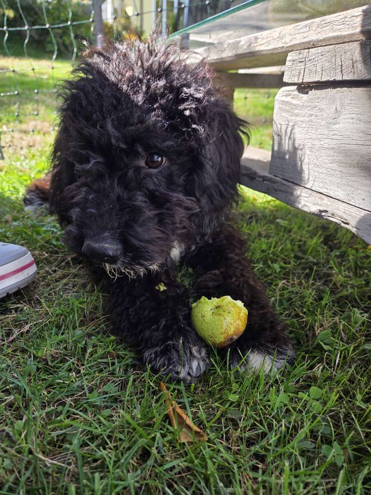 Hundetreffen-Welpentreffen/Junghunde/Gassi-Profilbild
