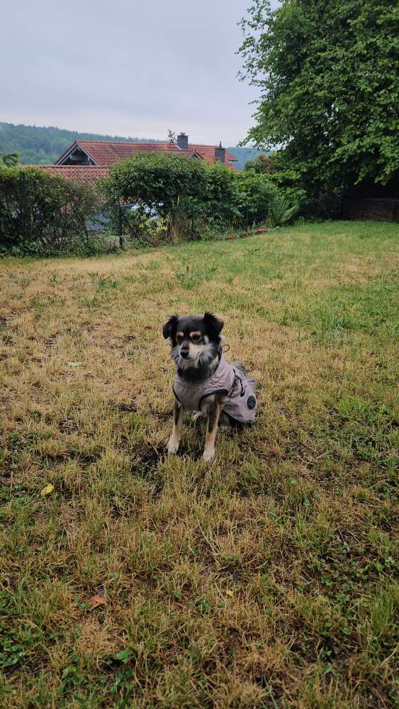 Hundetreffen-Hundefreunde Gesucht-Profilbild