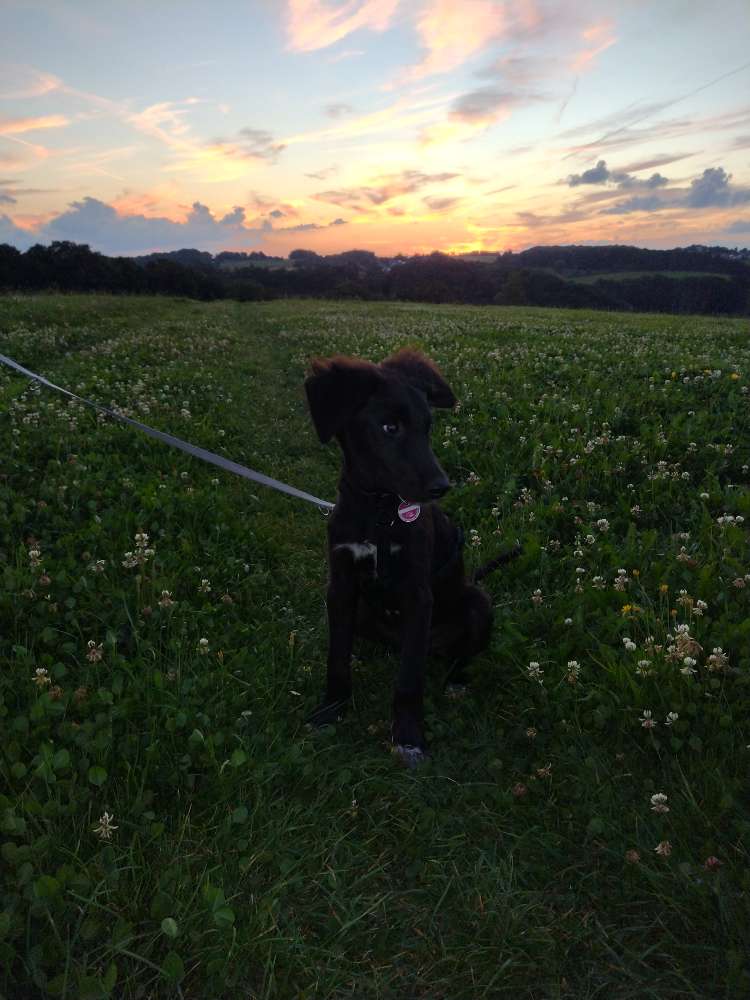 Hundetreffen-Hundetreffen in Neunkirchen-Profilbild